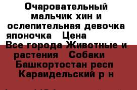 Очаровательный мальчик хин и ослепительная девочка японочка › Цена ­ 16 000 - Все города Животные и растения » Собаки   . Башкортостан респ.,Караидельский р-н